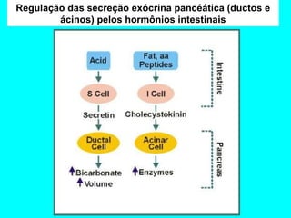 Regulação das secreção exócrina pancéática (ductos e ácinos) pelos hormônios intestinais 