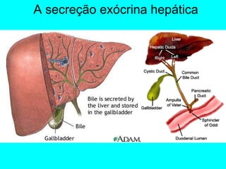 A secreção exócrina hepática 