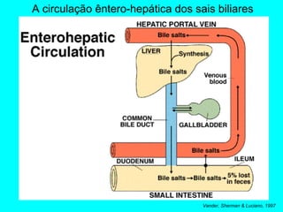 A circulação êntero-hepática dos sais biliares Vander, Sherman & Luciano, 1997 