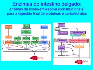Enzimas do intestino delgado: enzimas da borda-em-escova (constitucionais) para a digestão final de proteínas e carbohidratos 