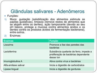 Glândulas salivares - Adenômeros
 Funções:
1) Muco: gustação (solubilização dos alimentos estimula as
     papilas gustativas), limpeza (remove restos de alimentos que
     se alojam entre os dentes), ação tamponante (devido ao seu
     pH básico, protege a mucosa contra alimentos ácidos e os
     dentes contra os produtos ácidos da fermentação bacteriana),
     entre outros.
2)   Enzimas:
Enzimas                             Função
Lisozima                            Promove a lise das paredes das
                                    bactérias
Lactoferrina                        Substância quelante de ferro, impede a
                                    proliferação de bactérias dependente
                                    desse íon
Imunoglobulina A                    Ativa contra vírus e bactérias
Alfa-amilase salivar                Inicia a digestão de carboidratos
Lipase lingual                      Inicia a digestão de gorduras
 