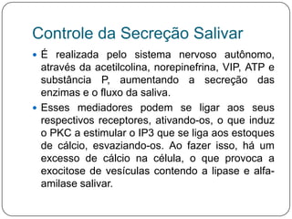 Controle da Secreção Salivar
 É realizada pelo sistema nervoso autônomo,
  através da acetilcolina, norepinefrina, VIP, ATP e
  substância P, aumentando a secreção das
  enzimas e o fluxo da saliva.
 Esses mediadores podem se ligar aos seus
  respectivos receptores, ativando-os, o que induz
  o PKC a estimular o IP3 que se liga aos estoques
  de cálcio, esvaziando-os. Ao fazer isso, há um
  excesso de cálcio na célula, o que provoca a
  exocitose de vesículas contendo a lipase e alfa-
  amilase salivar.
 