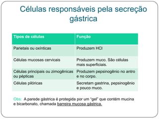 Células responsáveis pela secreção
                gástrica

Tipos de células                  Função

Parietais ou oxínticas            Produzem HCl

Células mucosas cervicais         Produzem muco. São células
                                  mais superficiais.
Células principais ou zimogênicas Produzem pepsinogênio no antro
ou pépticas                       e no corpo.
Células pilóricas                 Secretam gastrina, pepsinogênio
                                  e pouco muco.

Obs: A parede gástrica é protegida por um “gel” que contém mucina
e bicarbonato, chamada barreira mucosa gástrica.
 