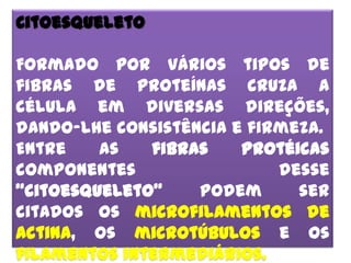 Citoesqueleto

Formado por vários tipos de
fibras de proteínas cruza a
célula em diversas direções,
dando-lhe consistência e firmeza.
Entre    as   fibras    protéicas
componentes                 desse
“citoesqueleto”    podem      ser
citados os microfilamentos de
actina, os microtúbulos e os
filamentos intermediários.
 