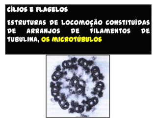 Cílios e Flagelos
Estruturas de locomoção constituídas
de arranjos de filamentos de
tubulina, os microtúbulos
 