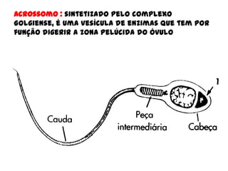 Acrossomo : sintetizado pelo complexo
Golgiense, é uma vesícula de enzimas que tem por
função digerir a zona pelúcida do óvulo
 