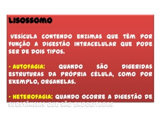 Lisossomo
 Vesícula contendo enzimas que têm por
função a digestão intracelular que pode
ser de dois tipos.

• autofagia:  Quando    são    digeridas
estruturas da própria célula, como por
exemplo, organelas.

• Heterofagia: quando ocorre a digestão de
substâncias que são endocitadas
 