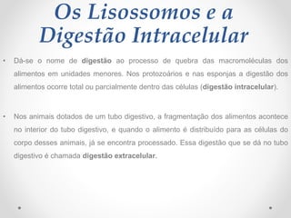 Os Lisossomos e a
Digestão Intracelular
• Dá-se o nome de digestão ao processo de quebra das macromoléculas dos
alimentos em unidades menores. Nos protozoários e nas esponjas a digestão dos
alimentos ocorre total ou parcialmente dentro das células (digestão intracelular).
• Nos animais dotados de um tubo digestivo, a fragmentação dos alimentos acontece
no interior do tubo digestivo, e quando o alimento é distribuído para as células do
corpo desses animais, já se encontra processado. Essa digestão que se dá no tubo
digestivo é chamada digestão extracelular.
 