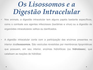 Os Lisossomos e a
Digestão Intracelular
• Nos animais, a digestão intracelular tem alguns papéis bastante específicos,
como o combate aos agentes infecciosos (bactérias e vírus) ou a digestão de
organóides intracelulares velhos ou danificados.
• A digestão intracelular conta com a participação das enzimas presentes no
interior doslisossomos. São vesículas revestidas por membranas lipoprotéicas
que possuem, em seu interior, enzimas hidrolíticas (ou hidrolases), que
catalisam as reações de hidrólise:
 