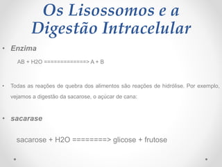 Os Lisossomos e a
Digestão Intracelular
• Enzima
AB + H2O =============> A + B
• Todas as reações de quebra dos alimentos são reações de hidrólise. Por exemplo,
vejamos a digestão da sacarose, o açúcar de cana:
• sacarase
sacarose + H2O ========> glicose + frutose
 