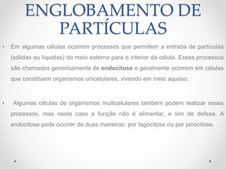 ENGLOBAMENTO DE
PARTÍCULAS
• Em algumas células ocorrem processos que permitem a entrada de partículas
(sólidas ou líquidas) do meio externo para o interior da célula. Esses processos
são chamados genericamente de endocitose e geralmente ocorrem em células
que constituem organismos unicelulares, vivendo em meio aquoso.
• Algumas células de organismos multicelulares também podem realizar esses
processos, mas neste caso a função não é alimentar, e sim de defesa. A
endocitose pode ocorrer de duas maneiras: por fagocitose ou por pinocitose.
 