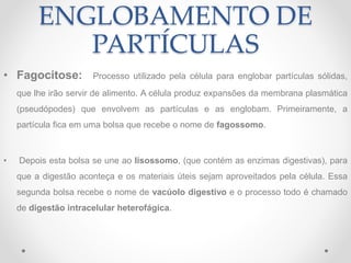 ENGLOBAMENTO DE
PARTÍCULAS
• Fagocitose: Processo utilizado pela célula para englobar partículas sólidas,
que lhe irão servir de alimento. A célula produz expansões da membrana plasmática
(pseudópodes) que envolvem as partículas e as englobam. Primeiramente, a
partícula fica em uma bolsa que recebe o nome de fagossomo.
• Depois esta bolsa se une ao lisossomo, (que contém as enzimas digestivas), para
que a digestão aconteça e os materiais úteis sejam aproveitados pela célula. Essa
segunda bolsa recebe o nome de vacúolo digestivo e o processo todo é chamado
de digestão intracelular heterofágica.
 