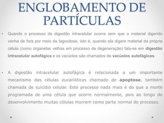 ENGLOBAMENTO DE
PARTÍCULAS
• Quando o processo de digestão intracelular ocorre sem que o material digerido
venha de fora por meio da fagocitose, isto é, quando ela digere material da própria
célula (como organelas velhas em processo de degeneração) fala-se em digestão
intracelular autofágica e os vacúolos são chamados de vacúolos autofágicos.
• A digestão intracelular autofágica é relacionada a um importante
mecanismo das células eucarióticas chamado de apoptose, também
chamada de suicídio celular. Este processo nada mais é do que a morte
programada de uma célula que ocorre normalmente, pois ao longo do
desenvolvimento muitas células morrem como parte normal do processo.
 
