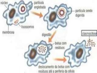 ENGLOBAMENTO DE
PARTÍCULAS
• Quando as células que já não têm utilidade perdem a capacidade de se autodestruir,
elas perdem a função e formam massas de células como os tumores.
• Em ambos os casos, o material não digerido permanece no interior da bolsa
membranosa, que passa a se chamar vacúolo residual, podendo ser depois
eliminado da célula.
• As amebas e protozoários, por exemplo, utilizam-se do processo de fagocitose para
capturar partículas alimentares que, uma vez dentro da célula, são digeridas nesse
processo. Em nosso organismo, alguns glóbulos brancos utilizam a fagocitose para
englobar microorganismos invasores, como bactérias, inativando-as.
•
 