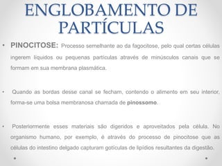 ENGLOBAMENTO DE
PARTÍCULAS
• PINOCITOSE: Processo semelhante ao da fagocitose, pelo qual certas células
ingerem líquidos ou pequenas partículas através de minúsculos canais que se
formam em sua membrana plasmática.
• Quando as bordas desse canal se fecham, contendo o alimento em seu interior,
forma-se uma bolsa membranosa chamada de pinossomo.
• Posteriormente esses materiais são digeridos e aproveitados pela célula. No
organismo humano, por exemplo, é através do processo de pinocitose que as
células do intestino delgado capturam gotículas de lipídios resultantes da digestão.
 
