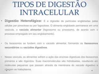 TIPOS DE DIGESTÃO
INTRACELULAR
• Digestão Heterofágica: É a digestão de partículas englobadas pelas
células por pinocitose ou por fagocitose. O alimento englobado permanece em uma
vesícula, o vacúolo alimentar (fagossomo ou pinossomo, de acordo com o
processo empregado em seu englobamento).
• Os lisossomos se fundem com o vacúolo alimentar, formando os lisossomos
secundários ou vacúolos digestivos.
• Nessa vesícula, os alimentos sofrem a ação das enzimas digestivas dos lisossomos
primários e são digeridos. Suas macromoléculas são hidrolisadas, resultando em
moléculas pequenas que passam através da membrana do vacúolo digestivo e
chegam ao hialoplasma.
 