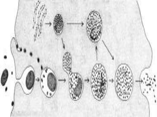 TIPOS DE DIGESTÃO
INTRACELULAR
• Ao término da digestão, restam no vacúolo digestivo apenas essas moléculas não-
assimiladas, e essa vesícula passa a ser chamada de corpo residual.
• Quando o corpo residual se funde com a membrana plasmática, elimina o seu
conteúdo para o meio extracelular em um processo conhecido
por clasmocitose ou defecação celular.
• Algumas das células humanas, como os glóbulos brancos do sangue, fagocitam e
digerem bactérias causadoras de doenças. O mecanismo pelo qual as bactérias são
destruídas dentro dessas células é semelhante à digestão intracelular anteriormente
descrita.
 