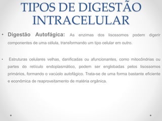 TIPOS DE DIGESTÃO
INTRACELULAR
• Digestão Autofágica: As enzimas dos lisossomos podem digerir
componentes de uma célula, transformando um tipo celular em outro.
• Estruturas celulares velhas, danificadas ou afuncionantes, como mitocôndrias ou
partes do retículo endoplasmático, podem ser englobadas pelos lisossomos
primários, formando o vacúolo autofágico. Trata-se de uma forma bastante eficiente
e econômica de reaproveitamento de matéria orgânica.
 