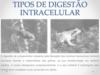 TIPOS DE DIGESTÃO
INTRACELULAR
• A digestão de componentes celulares pela liberação das enzimas lisossomais
também acontece durante a metamorfose dos girinos, na sua transformação em
anfíbios adultos.
• A cauda desaparece progressivamente, e o seu material é empregado pelo animal
para completar a sua conversão em adulto.
Metamorfose: larva adulto
A digestão de componentes celulares pela liberação das enzimas lisossomais também
acontece durante a metamorfose dos girinos, na sua transformação em anfíbios
adultos. A cauda desaparece progressivamente, e o seu material é empregado pelo
animal para completar a sua conversão em adulto.
 