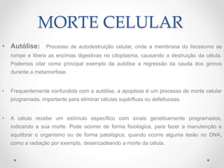 MORTE CELULAR
• Autólise: Processo de autodestruição celular, onde a membrana do lisossomo se
rompe e libera as enzimas digestivas no citoplasma, causando a destruição da célula.
Podemos citar como principal exemplo da autólise a regressão da cauda dos girinos
durante a metamorfose.
• Frequentemente confundida com a autólise, a apoptose é um processo de morte celular
programada, importante para eliminar células supérfluas ou defeituosas.
• A célula recebe um estímulo específico com sinais geneticamente programados,
indicando a sua morte. Pode ocorrer de forma fisiológica, para fazer a manutenção e
equilibrar o organismo ou de forma patológica, quando ocorre alguma lesão no DNA,
como a radiação por exemplo, desencadeando a morte da célula.
 