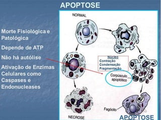 MORTE CELULAR
• Apoptose: Frequentemente confundida com a autólise, a apoptose é um
processo de morte celular programada, importante para eliminar células supérfluas
ou defeituosas.
• A célula recebe um estímulo específico com sinais geneticamente programados,
indicando a sua morte. Pode ocorrer de forma fisiológica, para fazer a manutenção e
equilibrar o organismo ou de forma patológica, quando ocorre alguma lesão no DNA,
como a radiação por exemplo, desencadeando a morte da célula.
 