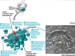 COMPLEXO DE GOLGI
Dictiossomos
• O aparelho de Golgi está presente em praticamente todas as células
eucariontes, e consiste de bolsas membranosas achatadas, empilhadas
como pratos.
• Cada uma dessas pilhas recebe o nome de dictiossomo. Nas células
animais, os dictiossomos geralmente se encontram reunidos em um único
local, próximo ao núcleo. Nas células vegetais, geralmente há vários
dictiossomos espalhados pelo citoplasma.
 