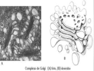 O Complexo de Golgi e a
Secreção Celular
• As células que sintetizam muita proteína para secreção possuem um
ergastoplasma muito desenvolvido. As proteínas passam, depois de sintetizadas,
para o complexo de Golgi.
• Esse organóide pertence ao conjunto de cavidades intracelulares delimitadas por
membrana lipoprotéica. Na verdade, são pilhas de sacos achatados, dispersos no
citoplasma, em cuja periferia surgem pequenas vesículas por brotamento.
 