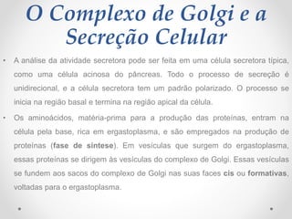 O Complexo de Golgi e a
Secreção Celular
• A análise da atividade secretora pode ser feita em uma célula secretora típica,
como uma célula acinosa do pâncreas. Todo o processo de secreção é
unidirecional, e a célula secretora tem um padrão polarizado. O processo se
inicia na região basal e termina na região apical da célula.
• Os aminoácidos, matéria-prima para a produção das proteínas, entram na
célula pela base, rica em ergastoplasma, e são empregados na produção de
proteínas (fase de síntese). Em vesículas que surgem do ergastoplasma,
essas proteínas se dirigem às vesículas do complexo de Golgi. Essas vesículas
se fundem aos sacos do complexo de Golgi nas suas faces cis ou formativas,
voltadas para o ergastoplasma.
 