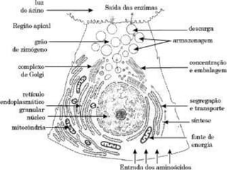 O Complexo de Golgi e a
Secreção Celular
• Da face oposta, a face trans ou face de maturação, começam a se desprender
grânulos contendo as proteínas que já passaram pelas transformações pós-
traducionais (fase de concentração e de embalagem).
• Esses grânulos, agora chamados grânulos de zimógeno, sobem em direção à
região apical da célula (fase de armazenamento).
• Finalmente, esses grânulos se abrem e despejam as secreções no exterior da
célula. No caso especial das células dos ácinos pancreáticos, essa secreção é
formada por enzimas digestivas que, posteriormente, serão lançadas no intestino
delgado como componentes do suco pancreático.
 