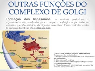 OUTRAS FUNÇÕES DO
COMPLEXO DE GOLGI
Formação dos lisossomos: as enzimas produzidas no
ergastoplasma são transferidas para o complexo de Golgi e empacotadas em
vesículas que irão participar da digestão intracelular. Essas vesículas cheias
de enzimas digestivas são os lisossomos.
 