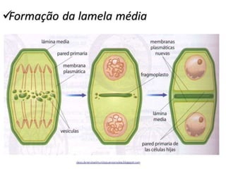 OUTRAS FUNÇÕES DO
COMPLEXO DE GOLGI
• Formação da parede das células vegetais: na mitose das células
vegetais, o complexo de Golgi entra em intensa atividade, produzindo materiais que
se acumulam em vesículas e posteriormente se depositam entre os dois núcleos
recém-formados.
• Essas vesículas migram para uma região entre os dois núcleos, se alinham para
constituir a nova parede celulra que irá separar as duas células-filhas. As vesículas
alinhadas na nova parede são chamadas fragmoplasto.
 