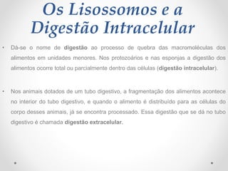 Os Lisossomos e a
Digestão Intracelular
• Dá-se o nome de digestão ao processo de quebra das macromoléculas dos
alimentos ...