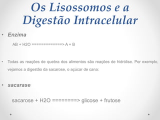 Os Lisossomos e a
Digestão Intracelular
• Enzima
AB + H2O =============> A + B
• Todas as reações de quebra dos alimentos ...