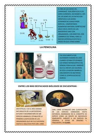 LA PENICILINA
ENTRE LOS MÁS DESTACADOS BIÓLOGOS SE ENCUENTRAN:
EL 98% DE LOS GENES DEL
CHIMPANCÉ, SON IDÉNTICOS A LOS
SERES HUMANOS. ASÍ MISMO EL 30%
DE LOS GENES DE LAS RATAS SON
IDÉNTICOS A LOS GENES
HUMANOS.NO SOMOS NADA
ESPECIAL, COMPARTIMOS
NUMEROSO MATERIAL GENÉTICO NO
SÓLO CON EL RESTO DE LOS
MAMÍFEROS SINO CON
ORGANISMOS, CON INSECTOS, CON
LOMBRICES DE TIERRA, PERO LA
MAYOR DIFERENCIA ESTÁ EN EL
MODO EN QUE OTROS GENES
INTERACTÚAN.
FUE DESCUBIERTA POR
ALEXANDER FLEMING EN 1928
CUANDO ESTABA ESTUDIANDO
UN HONGO MICROSCÓPICO DEL
GÉNERO PENICILLIUM. OBSERVÓ
QUE AL CRECER LAS COLONIAS
DE ESTA LEVADURA INHIBÍA EL
CRECIMIENTO DE BACTERIAS
COMO EL STAPHYLOCOCCUS
AUREUS.
ARISTÓTELES. FUE EL MÁS GRANDE
NATURALISTA DE LA ANTIGÜEDAD,
ESTUDIÓ Y DESCRIBIÓ MÁS DE 500
ESPECIES ANIMALES; ESTABLECIÓ LA
PRIMERA CLASIFICACIÓN DE LOS
ORGANISMOS QUE NO FUE SUPERADA
HASTA EL SIGLO XVIII POR CARL LINNÉ.
CARL LINNÉ ESTABLECIÓ UNA CLASIFICACIÓN
DE LAS ESPECIES CONOCIDAS HASTA
ENTONCES, BASÁNDOSE EN EL CONCEPTO DE
ESPECIE COMO UN GRUPO DE INDIVIDUOS
SEMEJANTES. AGRUPÓ A LAS ESPECIES EN
GÉNEROS, A ÉSTOS EN ÓRDENES Y,
FINALMENTE, EN CLASES.
 