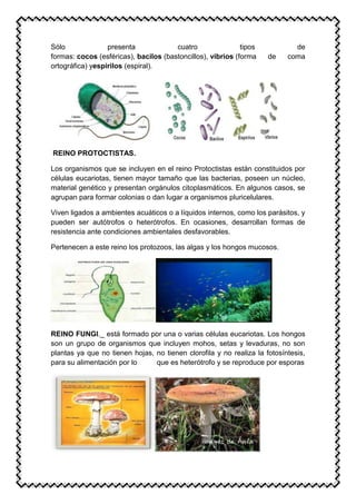 Sólo presenta cuatro tipos de
formas: cocos (esféricas), bacilos (bastoncillos), vibrios (forma de coma
ortográfica) yespirilos (espiral).
REINO PROTOCTISTAS.
Los organismos que se incluyen en el reino Protoctistas están constituidos por
células eucariotas, tienen mayor tamaño que las bacterias, poseen un núcleo,
material genético y presentan orgánulos citoplasmáticos. En algunos casos, se
agrupan para formar colonias o dan lugar a organismos pluricelulares.
Viven ligados a ambientes acuáticos o a líquidos internos, como los parásitos, y
pueden ser autótrofos o heterótrofos. En ocasiones, desarrollan formas de
resistencia ante condiciones ambientales desfavorables.
Pertenecen a este reino los protozoos, las algas y los hongos mucosos.
REINO FUNGI._ está formado por una o varias células eucariotas. Los hongos
son un grupo de organismos que incluyen mohos, setas y levaduras, no son
plantas ya que no tienen hojas, no tienen clorofila y no realiza la fotosíntesis,
para su alimentación por lo que es heterótrofo y se reproduce por esporas
 