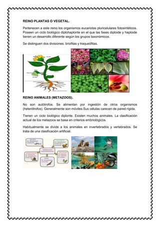 REINO PLANTAS O VEGETAL.
Pertenecen a este reino los organismos eucariotas pluricelulares fotosintéticos.
Poseen un ciclo biológico diplohaplonte en el que las fases diploide y haploide
tienen un desarrollo diferente según los grupos taxonómicos.
Se distinguen dos divisiones: briofitas y traqueófitas.
REINO ANIMALES (METAZOOS).
No son autótrofos. Se alimentan por ingestión de otros organismos
(heterótrofos). Generalmente son móviles.Sus células carecen de pared rígida.
Tienen un ciclo biológico diplonte. Existen muchos animales. La clasificación
actual de los metazoos se basa en criterios embriológicos.
Habitualmente se divide a los animales en invertebrados y vertebrados. Se
trata de una clasificación artificial.
 