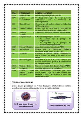 AÑO PERSONAJE RESEÑA HISTORICA
1665 Robert Hooke Observo tejidos vegetales (corcho)
1676 Antonio Van
Leeuwenhoek
Construyo microscopio de mayor aumento
descubriendo así la existencia de
microorganismos.
1831 Robert Brown Observa que el núcleo estaba en todas las
células vegetales.
1838 TeodorSchwamn Postulo que la célula era un principio de
construcción de organismos mas complejo.
1855 Remarok y
Virchow
Afirmaron que la célula proviene de otra célula.
1865 Gregol Mendel Establece dos principios básicos:
La primera ley o principio de
segregación.
La segunda ley o principio de
distribución independiente.
1869 Friedrich Miescher Aislo el acidodesoxiribonucleico (ADN)
1902 SottanyBovery Refiere que la información Biológica
hereditaria reside en los cromosomas.
1911 Sturtevant Comenzó a construir mapas cromosómicos
donde observo los locus y los losis de los
genes.
1914 Robert Feulgen Descubrió que el ADN podría teñirse con
fucsina, demostrando que el ADN se encuentra
en los cromosomas.
1953 Watson y Crick Elabora un modelo de la doble hélice del ADN.
1997 Ion Wilmut Científico que clono a la oveja DOLLY.
2000 EE.UU., Gran
Bretaña, Francia,
Alemania.
Las investigaciones realizadas por estos
países dieron, lugar el primer borrador del
Genoma Humano. Actualmente el mapa del
Genoma Humano.
FORMA DE LAS CELULAS
Existen células que adoptan sus formas de acuerdo a la función que realizan,
también encontramos células que tienen su forma bien definida:
Esféricas, como óvulos y los
cocos (bacterias)
Fusiformes.- musculo liso.
 