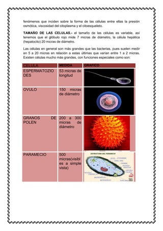 fenómenos que inciden sobre la forma de las células entre ellas la presión
osmótica, viscosidad del citoplasma y el citoesqueleto.
TAMAÑO DE LAS CELULAS.- el tamaño de las células es variable, así
tenemos que el glóbulo rojo mide 7 micras de diámetro, la célula hepática
(hepatocito) 20 micras de diámetro.
Las células en general son más grandes que las bacterias, pues suelen medir
en 5 a 20 micras en relación a estas últimas que varían entre 1 a 2 micras.
Existen células mucho más grandes, con funciones especiales como son:
CELULA MEDIDA GRAFICO
ESPERMATOZIO
DES
53 micras de
longitud
OVULO 150 micras
de diámetro
GRANOS DE
POLEN
200 a 300
micras de
diámetro
PARAMECIO 500
micras(visibl
es a simple
vista)
 
