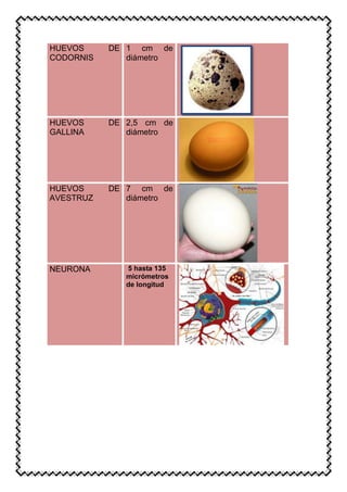 HUEVOS DE
CODORNIS
1 cm de
diámetro
HUEVOS DE
GALLINA
2,5 cm de
diámetro
HUEVOS DE
AVESTRUZ
7 cm de
diámetro
NEURONA 5 hasta 135
micrómetros
de longitud
 