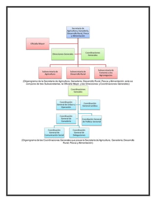 (Organigrama de la Secretaría de Agricultura, Ganadería, Desarrollo Rural, Pesca y Alimentación; esta se
compone de tres Subsecretarías, la Oficialía Mayor, y las Direcciones y Coordinaciones Generales)
(Organigrama de las Coordinaciones Generales que posee la Secretaría de Agricultura, Ganadería,Desarrollo
Rural, Pesca y Alimentación)
 