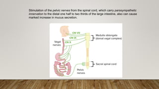 SECRETION OF THE SMALL AND LARGE INTESTINE.pptx