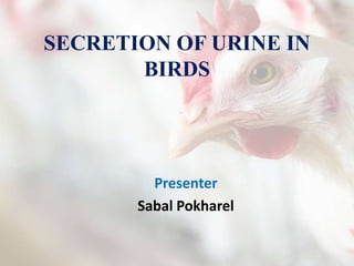 SECRETION OF URINE IN
BIRDS
Presenter
Sabal Pokharel
 