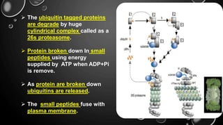  The ubiquitin tagged proteins
are degrade by huge
cylindrical complex called as a
26s proteasome.
 Protein broken down In small
peptides using energy
supplied by ATP when ADP+Pi
is remove.
 As protein are broken down
ubiquitins are released.
 The small peptides fuse with
plasma membrane.
 