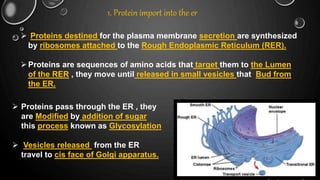 1. Protein import into the er
 Proteins destined for the plasma membrane secretion are synthesized
by ribosomes attached to the Rough Endoplasmic Reticulum (RER).
Proteins are sequences of amino acids that target them to the Lumen
of the RER , they move until released in small vesicles that Bud from
the ER.
 Proteins pass through the ER , they
are Modified by addition of sugar
this process known as Glycosylation
 Vesicles released from the ER
travel to cis face of Golgi apparatus.
 