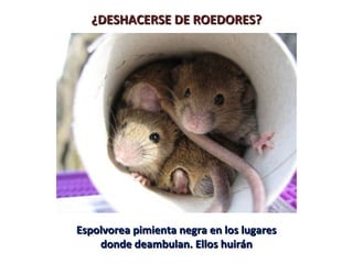 ¿DESHACERSE DE ROEDORES?¿DESHACERSE DE ROEDORES?
Espolvorea pimienta negra en los lugaresEspolvorea pimienta negra en los lugares
donde deambulan. Ellos huirándonde deambulan. Ellos huirán
 