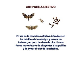 ANTIPOLILLA EFECTIVO




 En vez de la conocida naftalina, introduce en
    los bolsillos de los abrigos y la ropa de
  invierno, un poco de clavo de olor. Es una
forma muy efectiva de ahuyentar a las polillas
       y de evitar el olor de la naftalina.
 