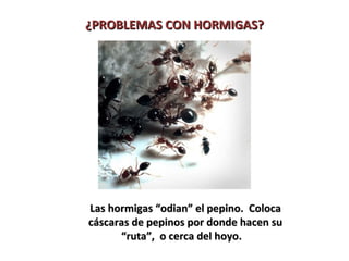 ¿PROBLEMAS CON HORMIGAS?




Las hormigas “odian” el pepino. Coloca
cáscaras de pepinos por donde hacen su
      “ruta”, o cerca del hoyo.
 