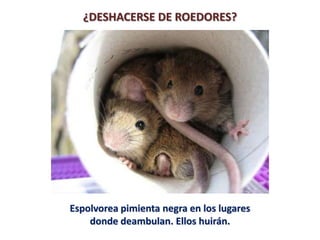 ¿DESHACERSE DE ROEDORES?




Espolvorea pimienta negra en los lugares
    donde deambulan. Ellos huirán.
 