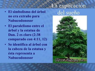 La explicación 
• El simbolismo del árbol del sueño 
no era extraño para 
Nabucodonosor 
• El paralelismo entre el 
árbol y la estatua de 
Dan. 2 es claro (2:38 
comparado con 4:11, 12) 
• Se identifica al árbol con 
la cabeza de la estatua y 
ésta representa a 
Nabucodonosor 
 