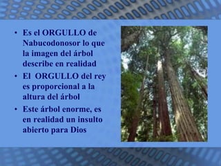 • Es el ORGULLO de 
Nabucodonosor lo que 
la imagen del árbol 
describe en realidad 
• El ORGULLO del rey 
es proporcional a la 
altura del árbol 
• Este árbol enorme, es 
en realidad un insulto 
abierto para Dios 
 